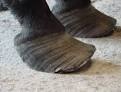 Horse Hoof Problems | Treat Common Horse Hoof Problems