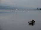 Ducks' Bedtime. These two are giving themselves one more preen before - via Daymix
