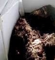 2008 Georgia Bigfoot Body Hoax - A Guide to Bigfoot Hunting