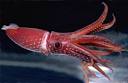 Indie Squid Kid » Histioteuthis