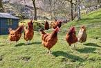 Best Chicken Breeds for Backyard Flocks