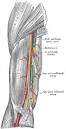 Brachial artery - Wikipedia, the free encyclopedia