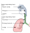 Common cold - Wikipedia, the free encyclopedia