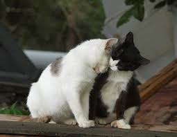 http://t2.gstatic.com/images?q=tbn:ANd9GcTEfD9OqB4ejXy24GN3Ua1ctRml0-Lo7WfOTGd_EPV5wL7VWAhK