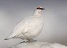 Rock Ptarmigan