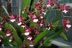 Orchid Photo Galleries - Oncidiums, Tolumnias (Equitant Oncidiums ...