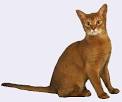 Abyssinian Cats and Kittens For Sale