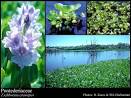 Photo of <b>Pontederiaceae</b> Kunth