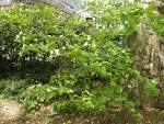 <b>Corylus</b> avellana (30/05/2012,