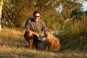 Dingo - Australian Native Dog
