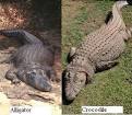 Alligator Vs Crocodile