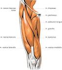 anatomy <b>thigh</b> muscles