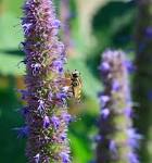 File:Hoverfly on <b>Agastache</b>