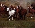 Horses: Of Wild Horses.