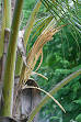 Coconut - Wikipedia, the free encyclopedia