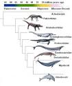 Cetacean Palaeobiology