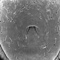 Haemaphysalis -- Discover Life