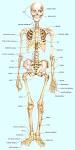 skeleton