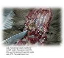 Health: Notifiable Diseases