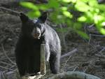 black bears in public domain - via Daymix