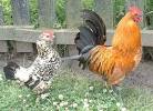 Chicken   Recipes Wiki