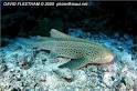 Orectolobiformes: Carpet Sharks