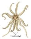 Hectocotylus - Wikipedia, the free encyclopedia