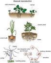 asexual reproduction