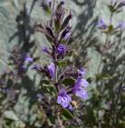 SEINet - Hedeoma nana