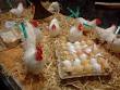 get it) on the bird flu - via Daymix
