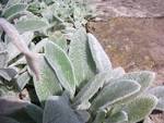 File:<b>Stachys</b> lanata 01.jpg