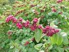 <b>Symphoricarpos</b> orbiculatus