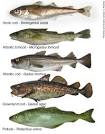 Phylogenetic analysis of the bony fishes: Morphological and mtDNA ...