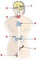 Major <b>endocrine</b> glands.