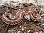 rattlesnake is poisonous. - via Daymix