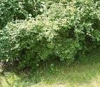 File:<b>Symphoricarpos</b> albus3