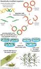recombinant DNA technology: genetically modified organism ...