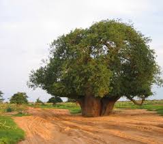 دار