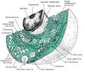 Biology, Answering the Big Questions of Life/organelles ...