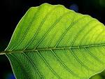 green leaf leaves (green leaf - via Daymix