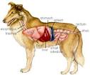 Anatomy of the Dog and Cat