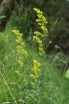 Galium verum - via Daymix