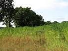 Hemp (Cannabis spec. - via Daymix