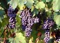 Fringe Wine: Freisa d'Asti - Piemonte, Italy