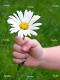 Mostra immagine a dimensione intera
