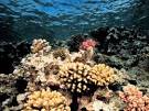 Corals, Coral Pictures, Coral Facts - National Geographic