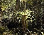 <b>Bromeliaceae</b>