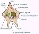 Dinoflagellates