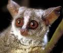 Primate Factsheets Image: South African lesser bushbaby (Galago ...
