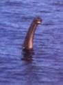 LOCH NESS MONSTER - Images Details - UK